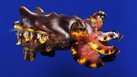 Flamboyant Cuttlefish Size