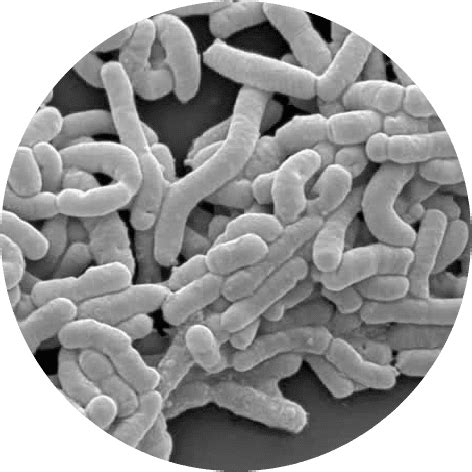 Lactobacillus casei DN-114001 | Database