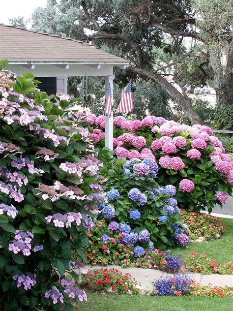 Flowering Shrubs for Shade | Shade landscaping, Flowering shrubs for ...