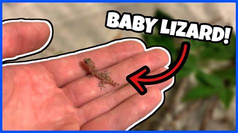 I FOUND A NEW PET! Baby Mediterranean Gecko - YouTube