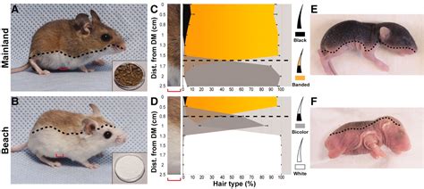 The Developmental Role of Agouti in Color Pattern Evolution | Science