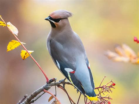 Cedar Waxwing's Instagram, Twitter & Facebook on IDCrawl