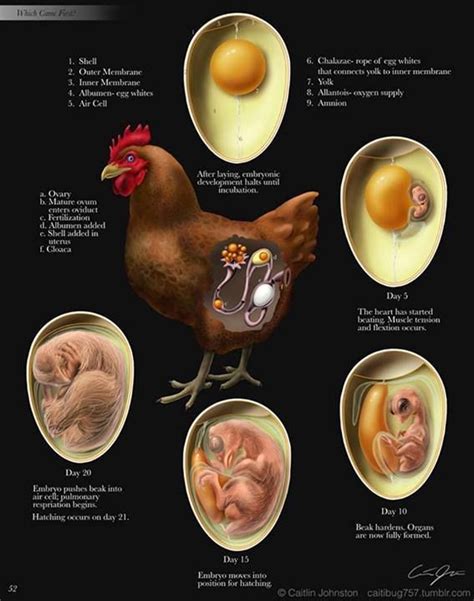 Development cycle of a chicken. | Infographics | Pinterest | Umbilical ...