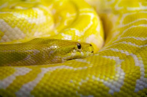 File:Yellow python Oslo Reptilpark.jpg