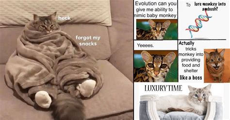 Weekly Treat of Cat Memes For Feline Fanatics (July 5, 2023) - Memebase ...