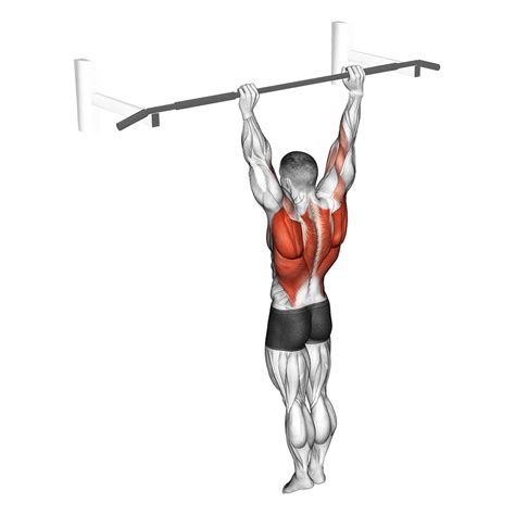 Pull Ups Muscles Worked Diagram