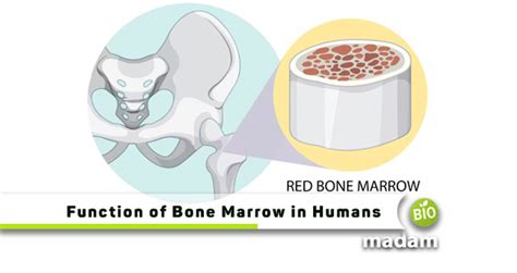 Functions of Bone Marrow in the Immune System - biomadam