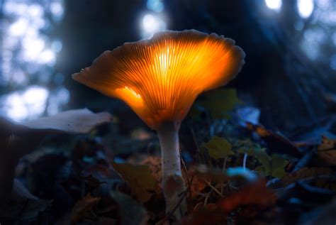 Glowing Mushroom - Christian Möhrle on Fstoppers