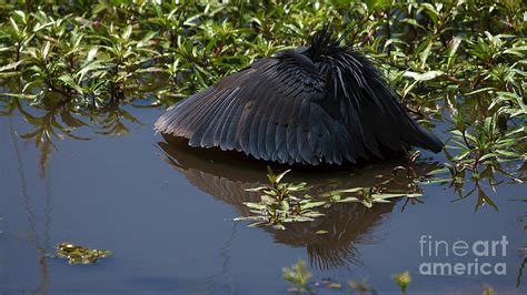 Black Egret Photograph by Mareko Marciniak - Pixels