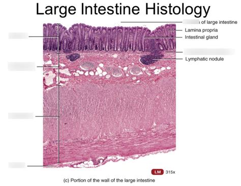 Large intestine histology | Quizlet