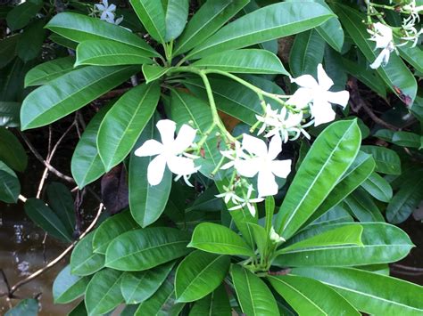 Cerbera manghas Globuli kaufen - Remedia Homöopathie