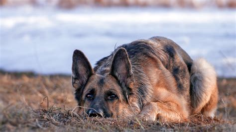 German Shepherd Dog Wallpaper,HD Animals Wallpapers,4k Wallpapers ...