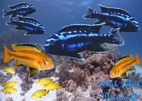 Electric Blue Johanni "Melanochromis johannii" – 1 Fish 2 Fish Dartmouth