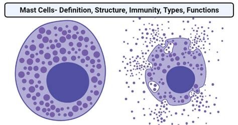 Mast Cells- Definition, Structure, Immunity, Types, Functions