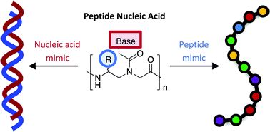 Peptide nucleic acids harness dual information codes in a single ...