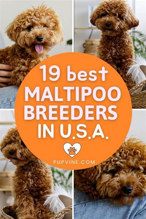 5 best maltipoo breeders in texas find your perfect puppy – Artofit