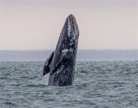 How To See the Gray Whale Migration and Help Save a Life | The Marine ...