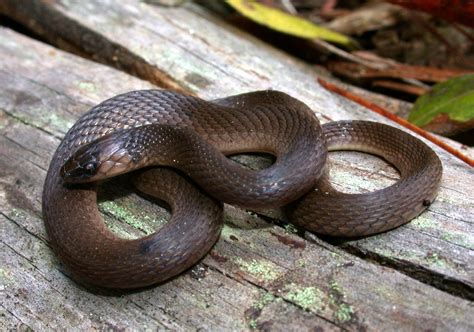 Rough Earthsnake – Florida Snake ID Guide