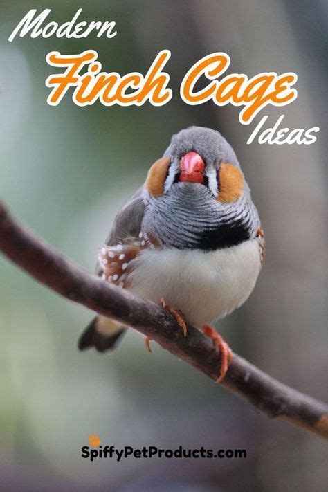 40 Zebra Finch Cage Setup ideas | finch cage, zebra finch, finch