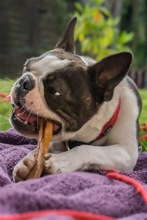 Best Dog Teeth Cleaning Treats - The Top 10 Dog Dental Chews