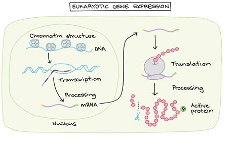 What are some topics under gene expression that i can write about ...