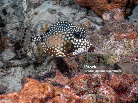 Lactophrys Triqueter Smooth Trunkfish Iboxfish Stock Photo - Download ...