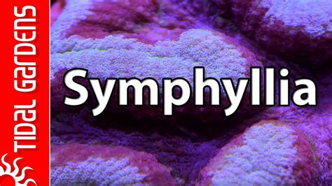 What's the deal with Symphyllia? - YouTube