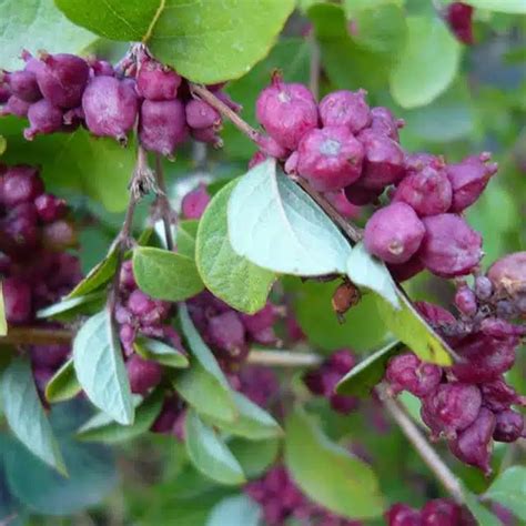 Symphoricarpos x doorenbosii (Snowberry) - position, watering ...