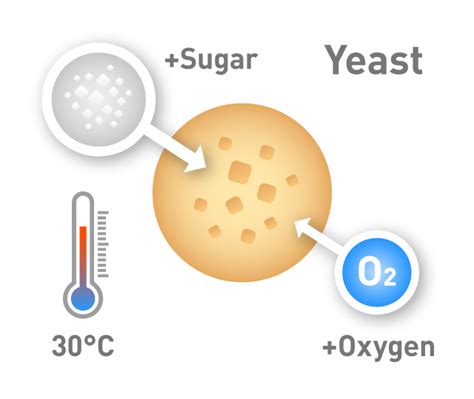 Yeast Extract | Production