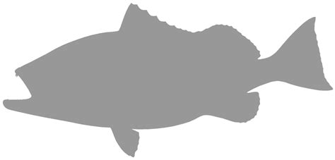 Grouper Silhouette at GetDrawings | Free download