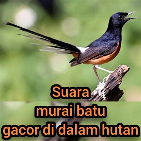 Stream Suara Murai Batu Gacor Di Dalam Hutan (Remastered 2023) by ...