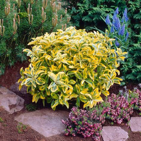 Golden Euonymus Shrubs for Sale | BrighterBlooms.com