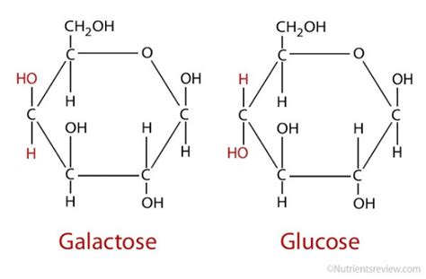 Galactose là gì? Nó có tác dụng gì với con người?