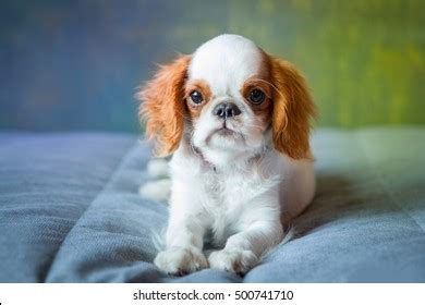 784 English Toy Spaniel Images, Stock Photos & Vectors | Shutterstock