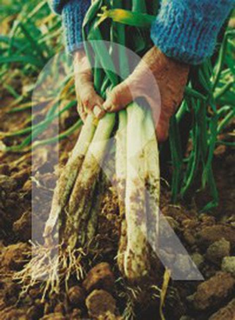 CALÇOT large white onion seed — jardineriadelvalles