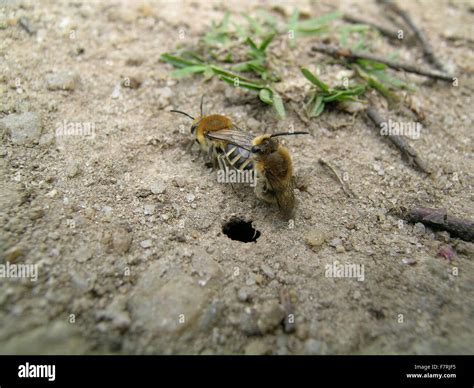 Carpenter Bees Nest In Ground