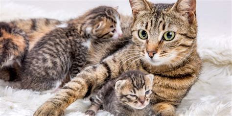 Do Mother Cats Discipline Their Kittens? A Veterinarian Explains - Cats.com