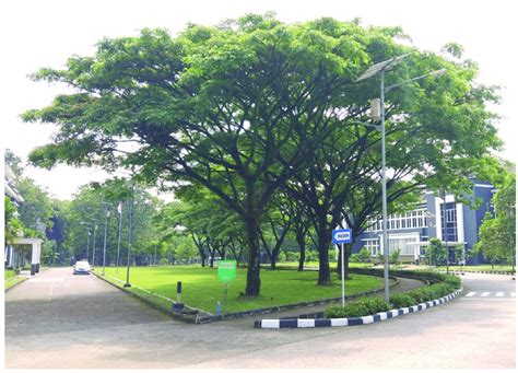 Example of a grove rain trees (Samanea saman) in the study location ...