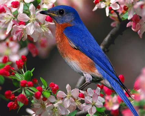 Beautiful Wallpapers: Beautiful Birds Wallpapers