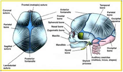 Pediatric Neurosurgery | Pediatric Skull Molding