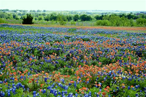 Bluebonnets Field Bluebonnet - Free photo on Pixabay - Pixabay