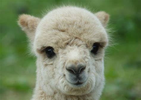 cute lama | Small and Cute | Pinterest | Baby llama, Animal and Creatures