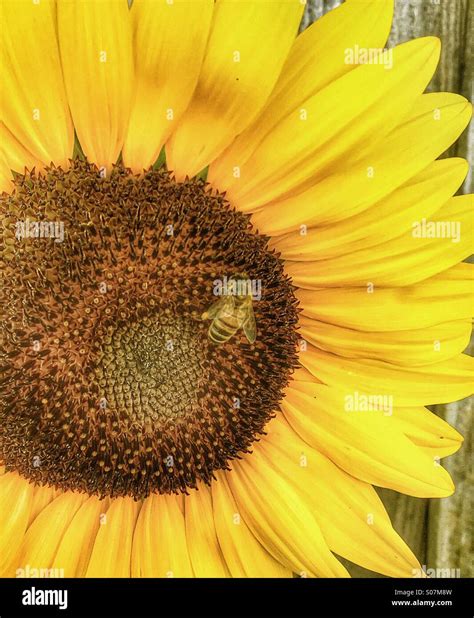 Bee on Sunflower Stock Photo - Alamy