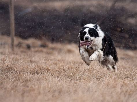 Herding Dog | Herding dogs, Border collie pictures, Border collie