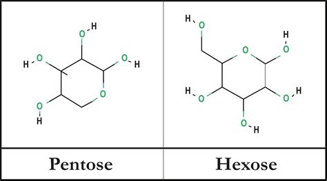 Pentose Sugar Structure