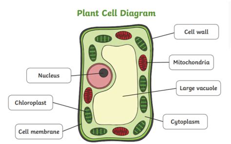 What is a Chloroplast? - Answered - Twinkl Teaching Wiki