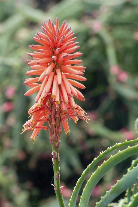 Does Aloe Vera Bloom: How To Get Flowers On Aloe Plants | Gardening ...