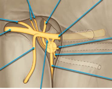 CN V2/pterygopalatine ganglion/branches Diagram | Quizlet