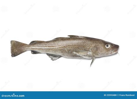 Fresh Atlantic Cod Fish Stock Photo - Image: 23593480