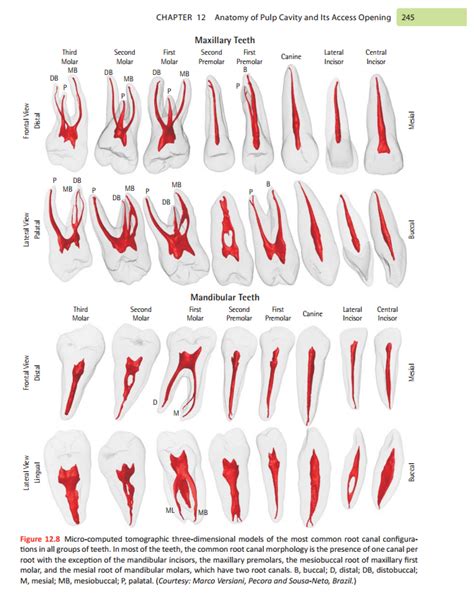 Tooth Root Canal Anatomy